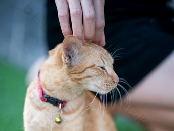 女人手抓橙色猫