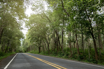 空沥青路标题的绿色森林