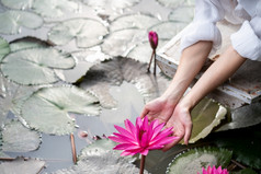女人手与粉红色的水莉莉花粉红色的睡莲属莲花绿色叶水背景