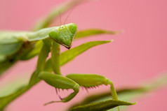 螳螂的绿色叶非洲螳螂巨大的非洲螳螂布什螳螂