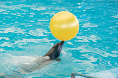 海豚玩的池水与黄色的球