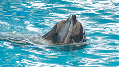 夫妇快乐微笑海豚玩蓝色的水水族馆