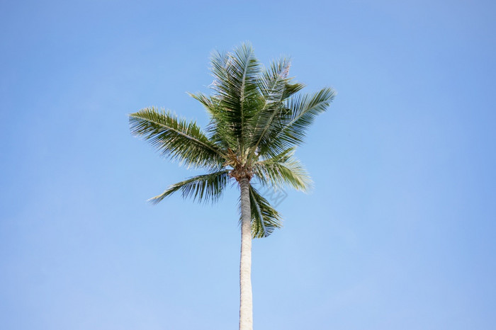 椰子棕榈树的天空