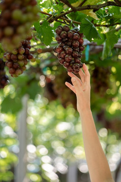 女人手收获葡萄在户外葡萄园