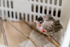 治疗空气囊破裂鸟婴儿red-whiskered球茎受伤后攻击猫