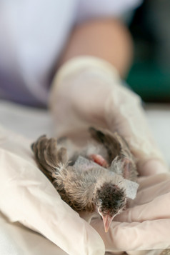 关闭兽医手外科手术手套持有小鸟后攻击和受伤的猫