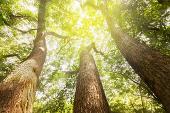 神奇的三个大树日益增长的在的巨大的雨树树桩看视图日出照通过绿色分支机构下来的大树树干焦点树树干