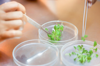 特写镜头拍摄女科学家手切割植物组织文化佩特里菜执行实验室实验小植物测试芦笋和其他热带植物农业实验室