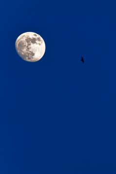 完整的月亮与蝙蝠飞行的蓝色的天空黄昏