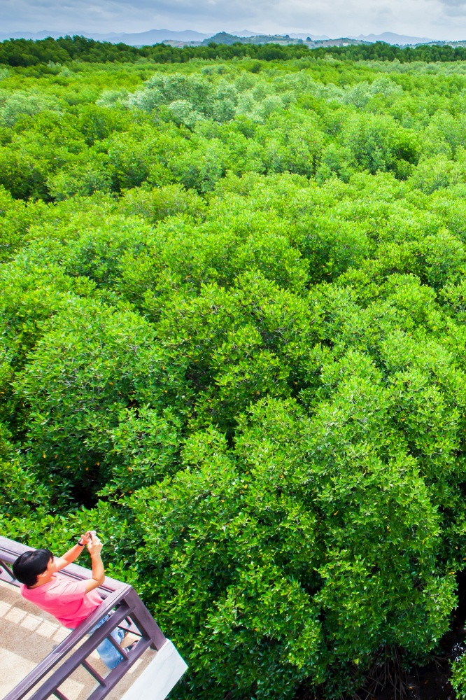 亚洲男人。站的森林塔在红树林森林旅游景点巴蜀府基里汗泰国