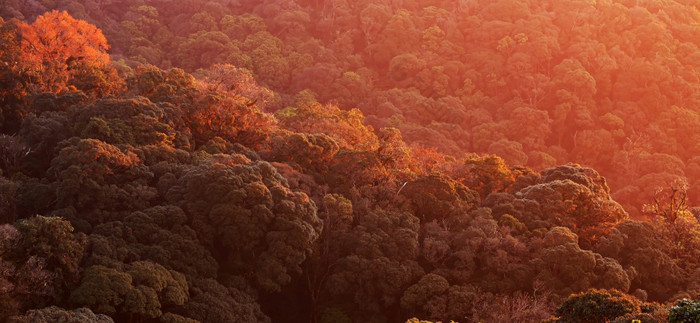 神奇的空中视图树冠原始森林温暖的日出照到树冠和分支机构古老的树喜马拉雅山脉山范围