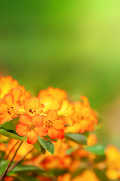 盛开的橙色杜鹃花沿着木人行道模糊的背景宁静的花花园春天软焦点杜鹃花