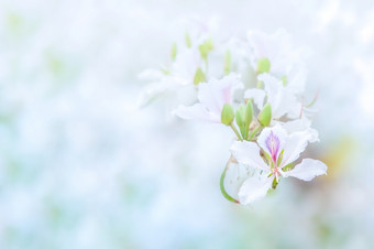 特写镜头白色<strong>紫荆花</strong>杂色兰花树花是布鲁姆夏天明亮的白色花瓣与紫色的和粉红色的点兰花树花模糊的背景焦点花瓣