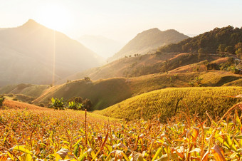 景观玉米梯田日落当地的农业南北泰国