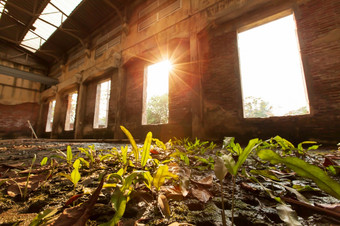 低角视图被遗弃的室内古老的堡阳光照通过毁了窗口绿色蕨类植物日益增长的混凝土地板上焦点蕨类植物叶子