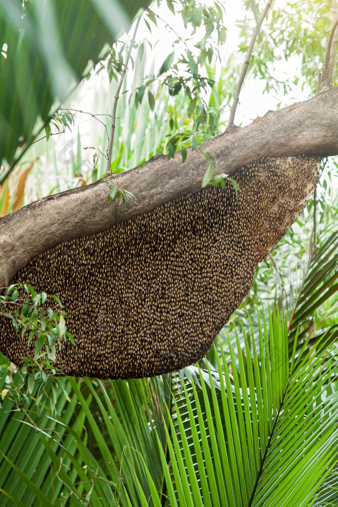 大蜂巢亚洲蜜蜂的分支红树林树大蜂巢红树林森林
