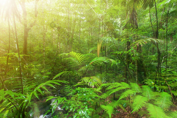 深热带热带雨林日出郁郁葱葱的树叶热带植物沿着流光滑的叶子蕨类植物和棕榈树
