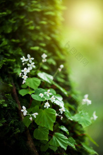 盛开的白色开花<strong>秋海棠</strong>属植物的树树干热带热带雨林新鲜的和郁郁葱葱的<strong>秋海棠</strong>属植物古老的热带热带雨林日出焦点<strong>秋海棠</strong>属植物花