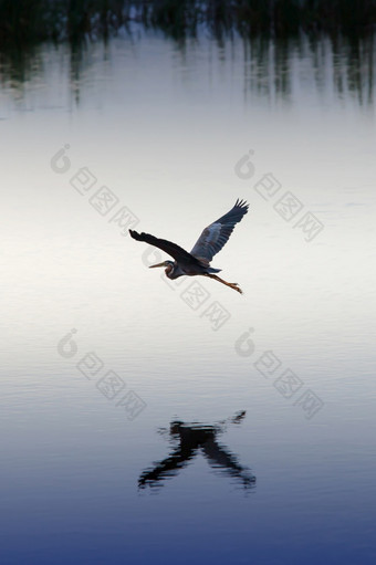 紫色的鹭飞行的热带湿地黄昏山 姆ROI哎呀国家公园看奖品网站泰国