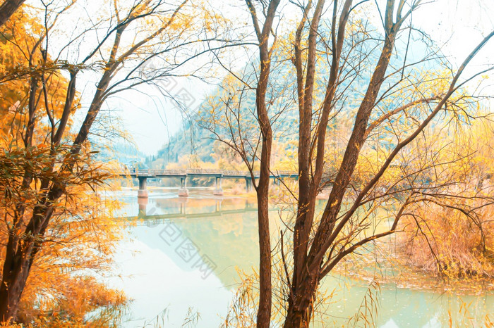 宁静的秋天农村场景云南中国美丽的橙色和黄色的叶子柳树树附近河和古老的桥焦点柳树树