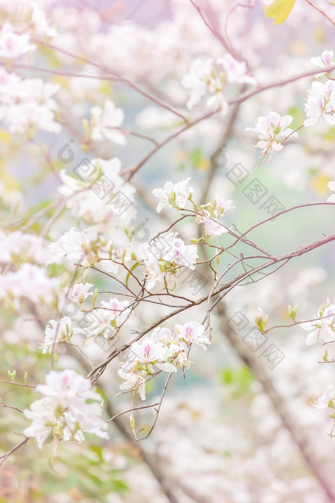 盛开的白色紫荆花杂色兰花树夏天华丽的白色花瓣与紫色的和粉红色的点兰花树花模糊的背景焦点花瓣