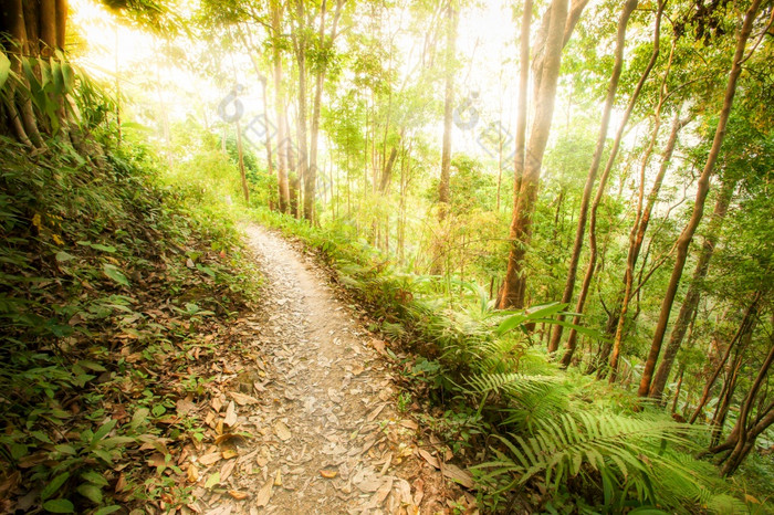 宁静的徒步旅行小道常绿森林日出绿色蕨类植物日益增长的沿着徒步旅行小道的太阳照通过古老的树下来的空小道