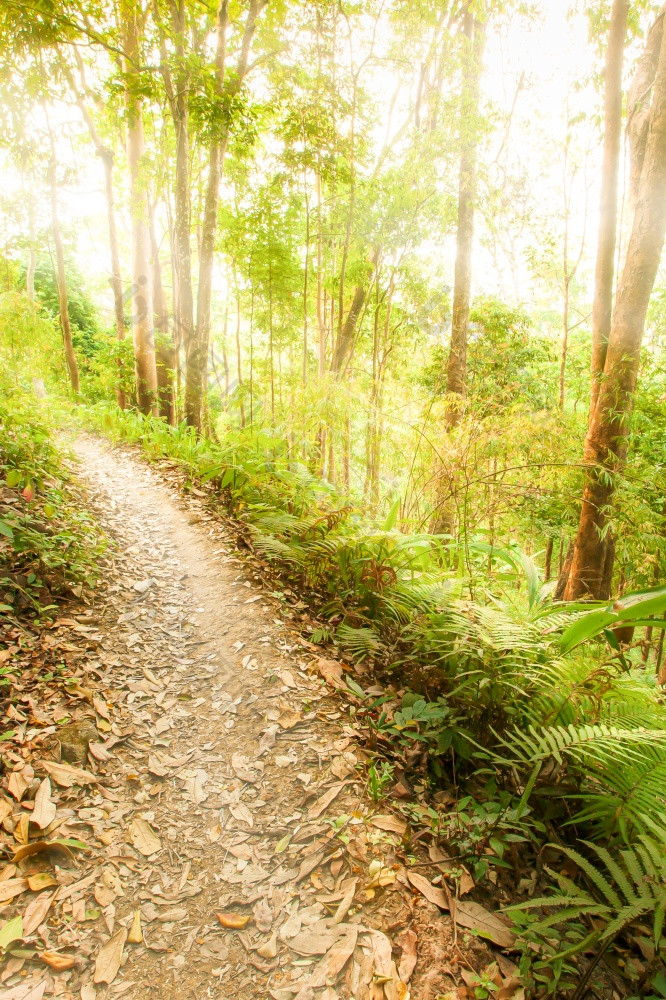 宁静的徒步旅行小道常绿森林日出绿色蕨类植物日益增长的沿着徒步旅行小道的太阳照通过古老的树下来的空小道