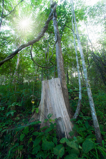 大柚木树<strong>树桩</strong>柚木森林国家公园北泰国焦点柚木<strong>树桩</strong>气候改变环境概念