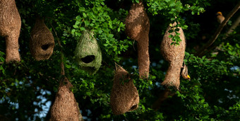 殖民地美韦弗和有条纹的韦弗的分支机构野生树美韦弗建筑优雅的巢雨季节
