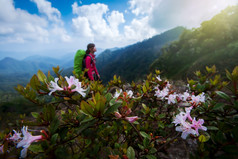 徒步旅行喜马拉雅山脉山峰与粉红色的杜鹃花是布鲁姆徒步旅行者年轻的女人与背包模糊的背景焦点杜鹃花