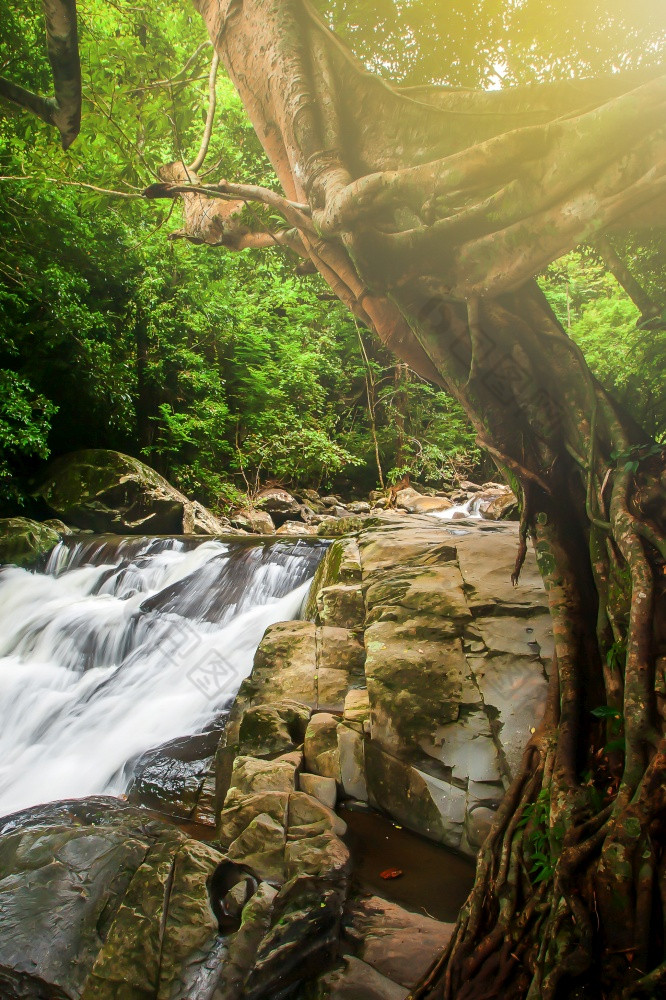 纯瀑布热带热带雨林日出照通过分支机构大榕树树到瀑布帕拉乌瀑布泰国长曝光焦点瀑布