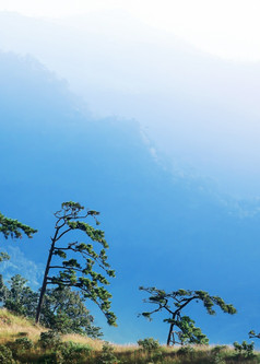 风景蓝色的山和松森林冬天软日出照层山的背景焦点松森林