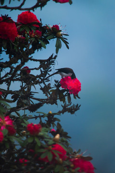 只黑头Sibia授粉红色的杜鹃花布鲁姆喜马拉雅山脉森林焦点杜鹃花