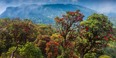 风景古老的杜鹃森林完整的布鲁姆的山峰盛开的红色的杜鹃花季节喜马拉雅山脉山