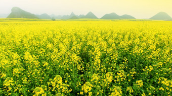 风景黄色的芥末花字段完整的布鲁姆日出盛开的芥末花字段的早....雾山范围模糊的背景农村南中国
