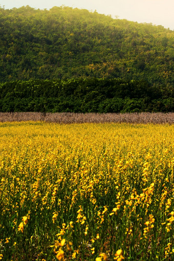 景观松恩麻花字段完整的布鲁姆明亮的黄色的花字段和草花是布鲁姆山和绿色森林的背景焦点黄色的花