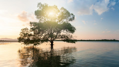 大红树林树日益增长的海的太阳不断上升的在岛的背景环境概念软焦点树