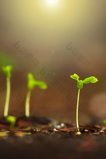 绿色年轻的热带植物grownig肥沃的土壤日出特写镜头植物幼苗日益增长的早期多雨的季节焦点绿色叶子