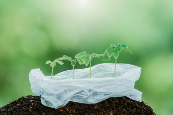 绿色年轻的热带植物日益增长的塑料袋植物幼苗绿色植物根子叶叶绿色自然模糊的背景塑料环境概念