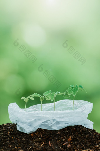 绿色年轻的热带植物日益增长的塑料袋植物幼苗绿色植物根子叶叶绿色自然模糊的背景塑料环境概念