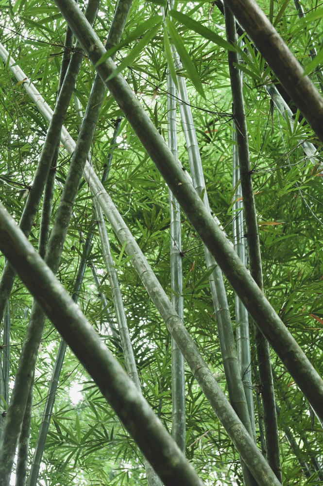 底视图绿色竹子森林夏天摘要竹子茎层影子阴暗的和绿色树叶Zen冥想放松概念焦点竹子茎
