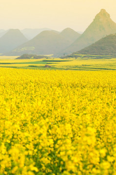 风景黄色的芥末花字段完整的布鲁姆春天盛开的芥末花字段的早....雾山范围模糊的背景农村场景南中国
