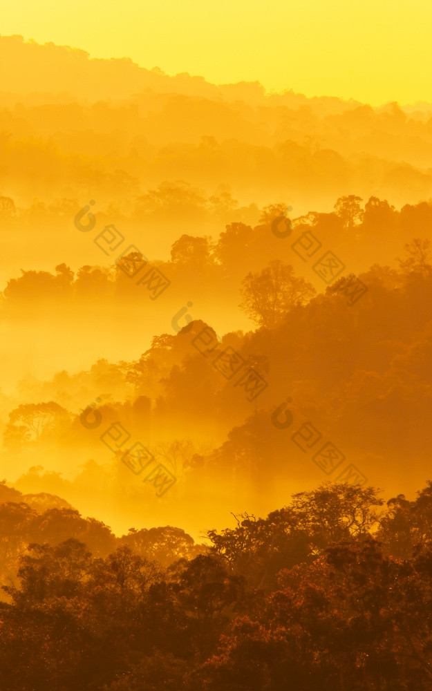 风景山的早期早....雾软早....雾涵盖了松森林和山树摘要层山的雾南不泰国假期假期旅游概念