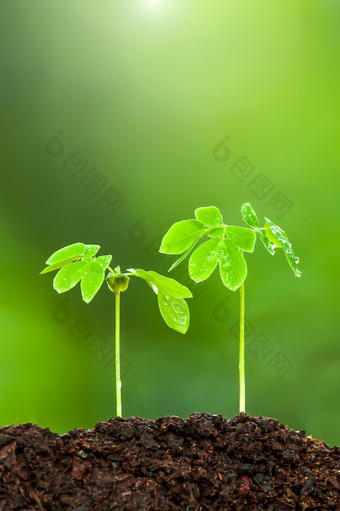 夫妇绿色年轻的热带植物日益增长的肥沃的土壤雨季节植物幼苗<strong>发芽过程</strong>植物根子叶和叶绿色自然模糊的背景