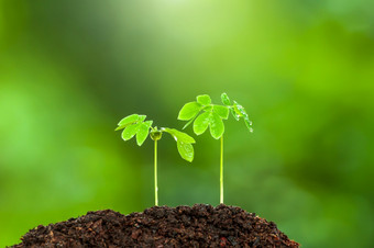 夫妇<strong>绿</strong>色年轻的热带植物日益增长的肥沃的土壤雨季节植物幼<strong>苗</strong>发芽过程植物根子叶和叶<strong>绿</strong>色自然模糊的背景