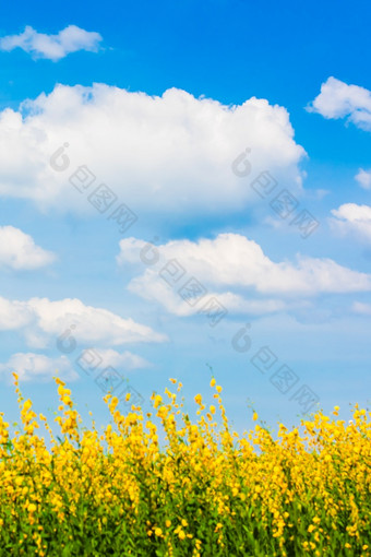 景观松恩麻黄色的花字段完整的布鲁姆明亮的白色云的蓝色的天空的背景花字段阳光明媚的夏天放松假期假期焦点的天空