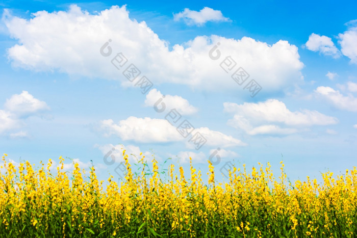 Cloudscape景观松恩麻黄色的花字段完整的布鲁姆明亮的白色云的蓝色的天空的背景花字段阳光明媚的夏天放松假期假期焦点的天空