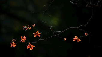 摘要树分支机构与橙色年轻的叶子阳光黑暗影子模糊的背景热带树春天轮廓焦点叶子