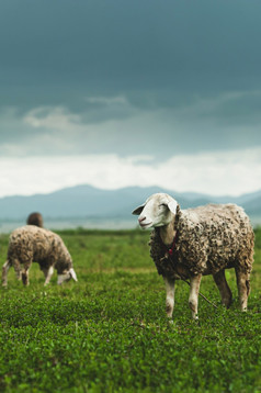 群羊放牧绿色草原湿季节农村场景西泰国