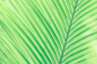 特写镜头绿色热带棕榈叶子阳光摘要行和条纹绿色棕榈叶子对绿色棕榈叶子模糊的背景软焦点为有创意的背景